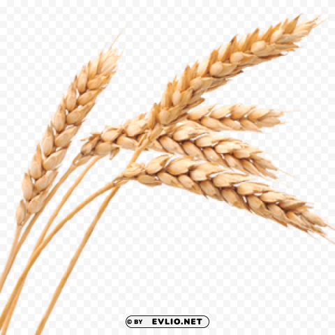 Wheat PNG Graphic with Isolated Transparency