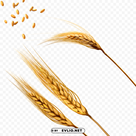 Wheat PNG graphics with alpha transparency bundle