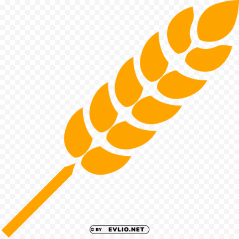 wheat Isolated Object in HighQuality Transparent PNG