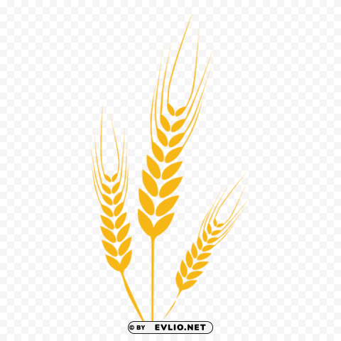 wheat Isolated Object on Clear Background PNG
