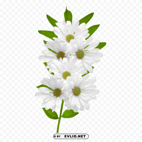 white daisies Clear PNG pictures broad bulk