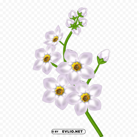 White Flower PNG Images With Transparent Backdrop