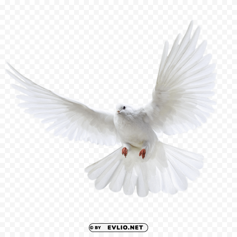 white pigeon flying PNG Graphic with Isolated Transparency