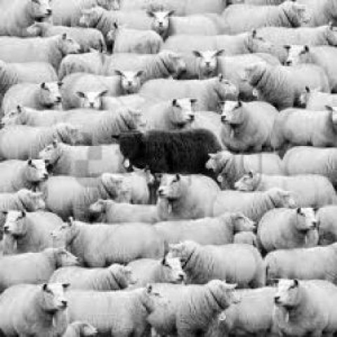 white sheep black sheep HighResolution Isolated PNG with Transparency