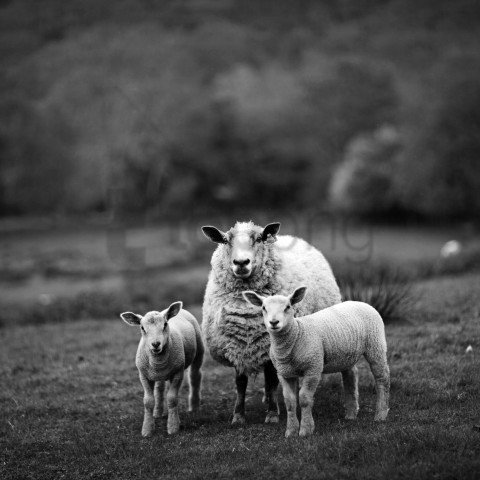 white sheep black sheep HighResolution Transparent PNG Isolated Graphic