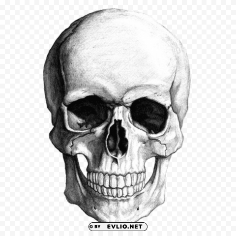 white skull drawing PNG images for personal projects