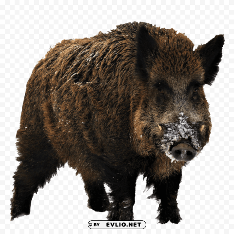 wild boar free Clear PNG photos png images background - Image ID 1adfd2a9