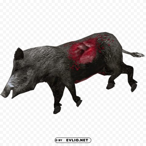 wild boar photo Clear PNG image