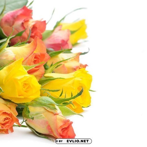 yellow and orange roses Clear Background Isolation in PNG Format