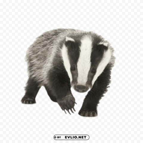 young badger PNG images for mockups