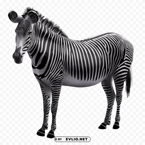 zebra photo Isolated Design Element in HighQuality Transparent PNG