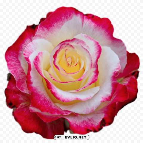 colorful rose PNG with no background for free