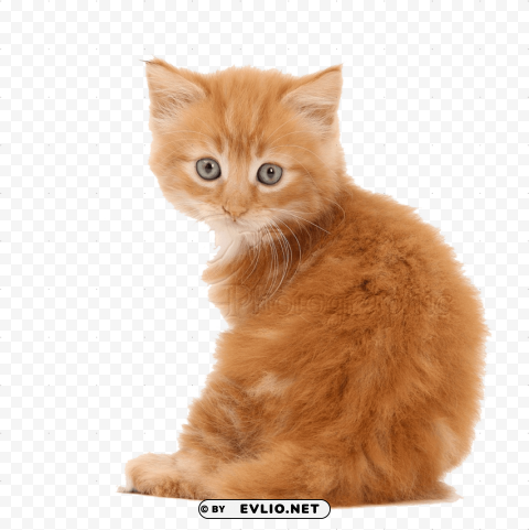 cute kittens pics High-resolution PNG images with transparency