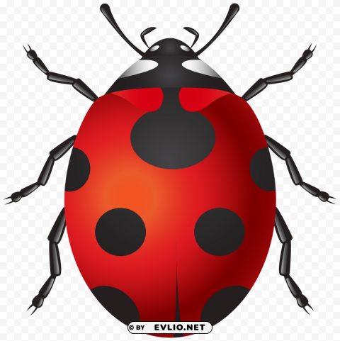 ladybug PNG images with clear backgrounds