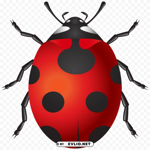 Ladybug PNG Images With Clear Backgrounds