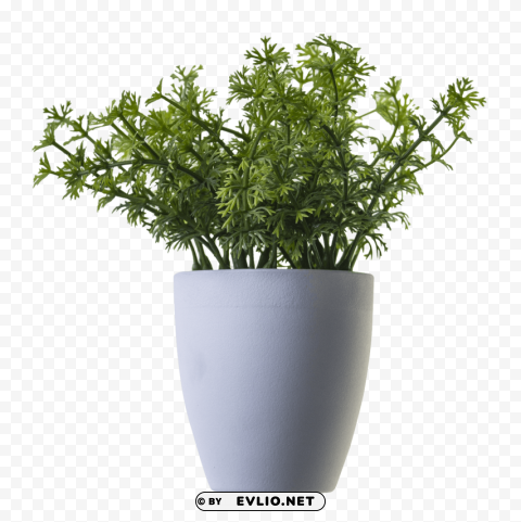 Plant PNG pictures with alpha transparency