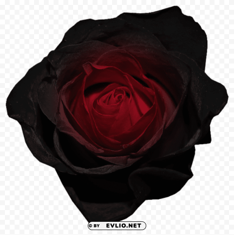 PNG image of red and black rose Isolated Subject on HighQuality Transparent PNG with a clear background - Image ID b51c5843