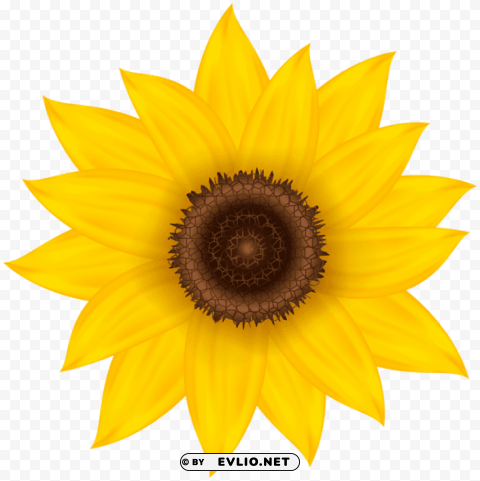 sunflower deco Transparent PNG stock photos