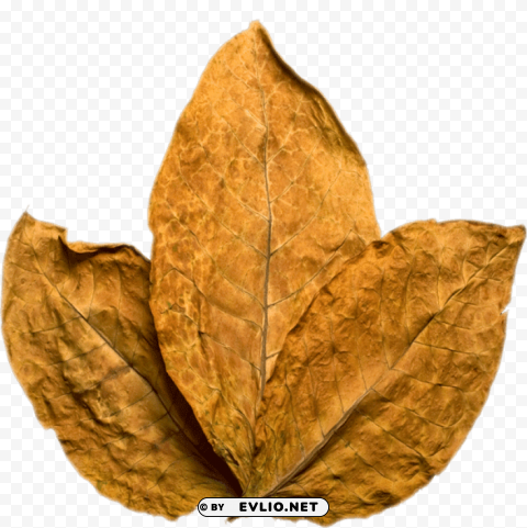 tobacco Isolated Character in Transparent PNG