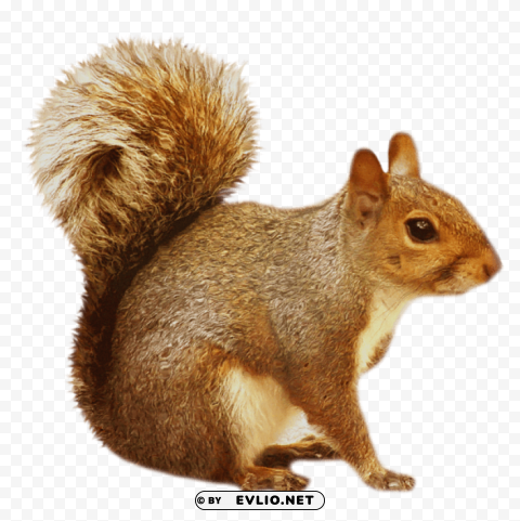  brown squirrel Isolated Graphic on HighResolution Transparent PNG