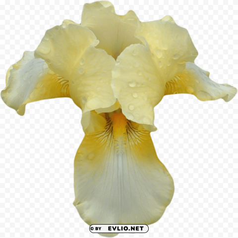 PNG image of transparent orchid Clear background PNG images diverse assortment with a clear background - Image ID c90db7a2
