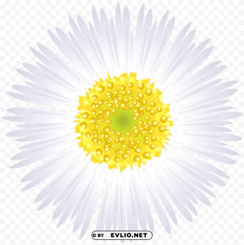 PNG image of white flower HighQuality Transparent PNG Object Isolation with a clear background - Image ID 3a5162ae