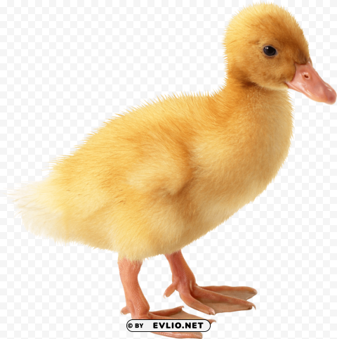 cute little duckling PNG free transparent