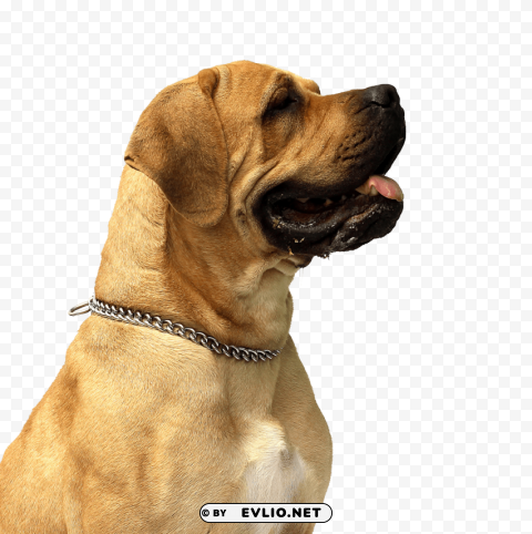 dog PNG images no background