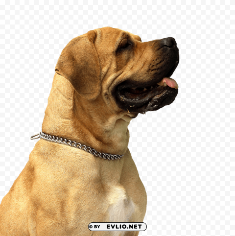 dog PNG images with clear alpha channel broad assortment