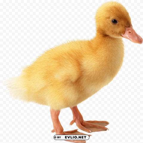 duck PNG graphics with clear alpha channel