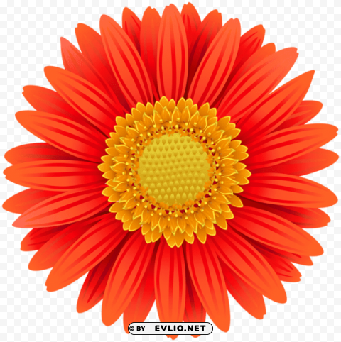 orange gerbera PNG Graphic Isolated on Transparent Background