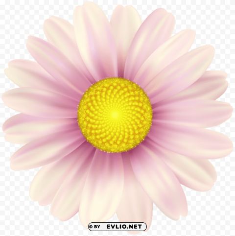 PNG image of pink daisy Alpha channel transparent PNG with a clear background - Image ID 192645a6