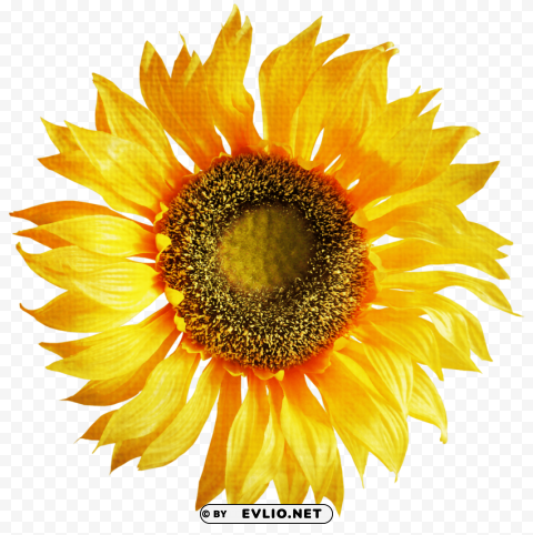 sunflower Transparent PNG image free
