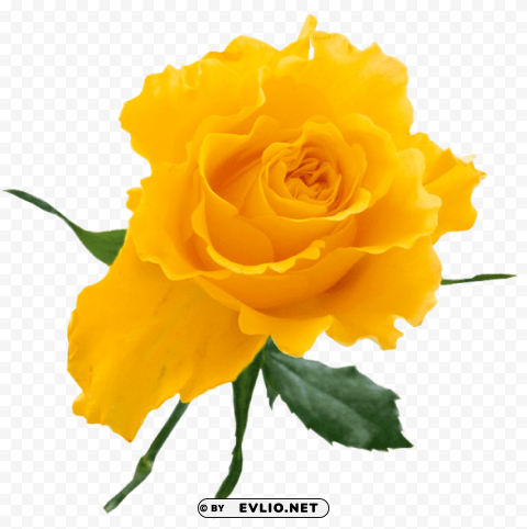 Transparent Yellow Rose Isolated PNG Element With Clear Transparency