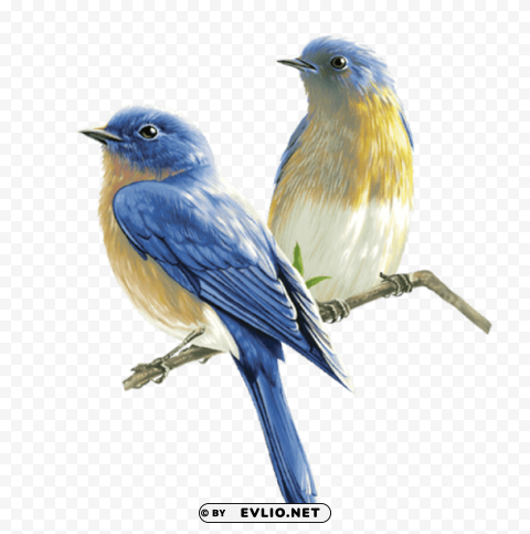 Birds PNG cutout