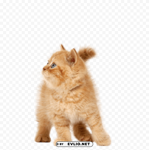 cat PNG files with no backdrop required