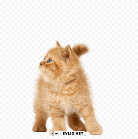 Cat PNG Files With No Backdrop Required