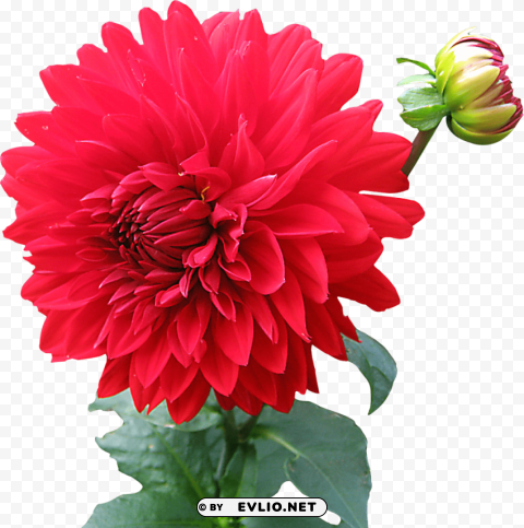 dahlia flower PNG images no background