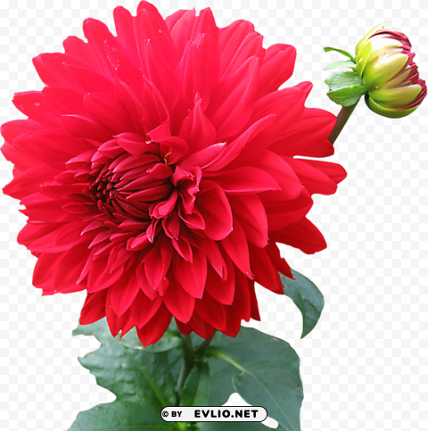 dahlia free PNG graphics with clear alpha channel selection