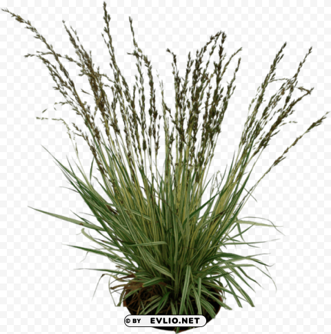 grass plant HighResolution Transparent PNG Isolated Item