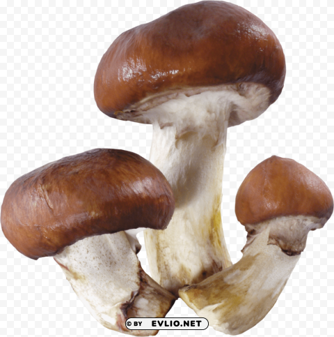 mushroom PNG Image with Clear Isolated Object
