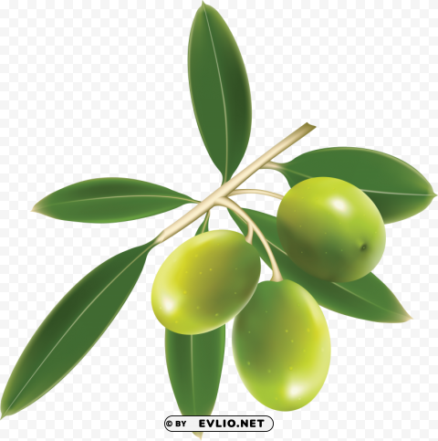 olives PNG files with transparency