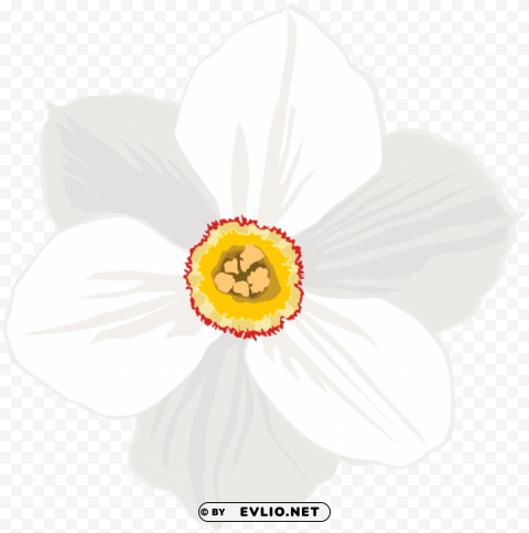poeticus daffodil flower transparent PNG with isolated background