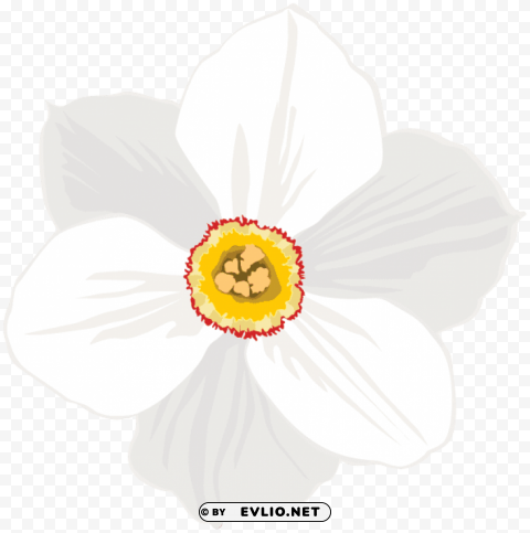 Poeticus Daffodil Flower Transparent PNG With Isolated Background