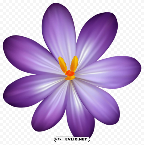 purple crocus flower PNG for digital art