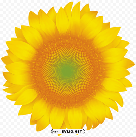 sunflower Transparent PNG images for design