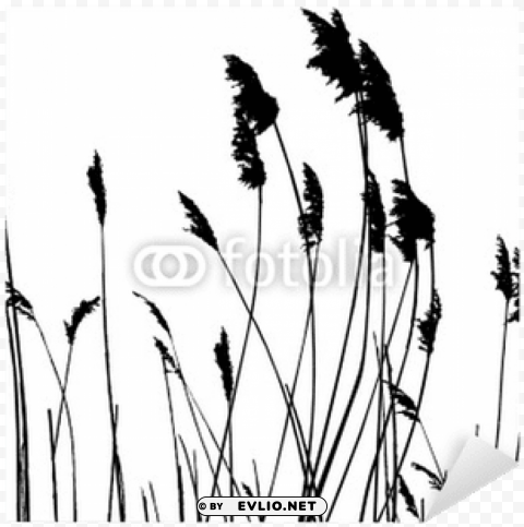tall grass silhouette Isolated Graphic on HighQuality Transparent PNG