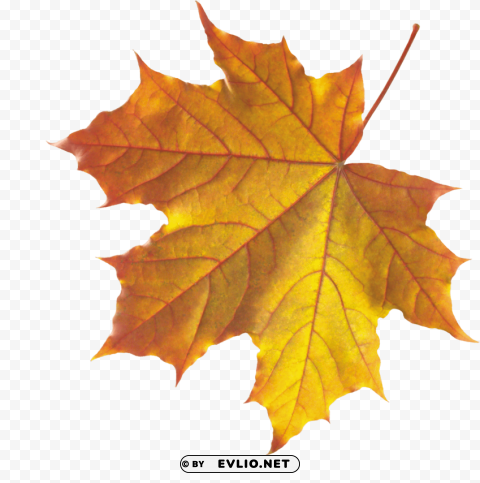 yellow autumn leaves Isolated Element in Clear Transparent PNG