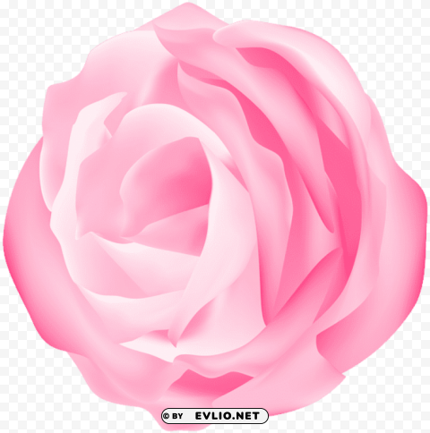 decorative rose pink transparent PNG images with alpha transparency free