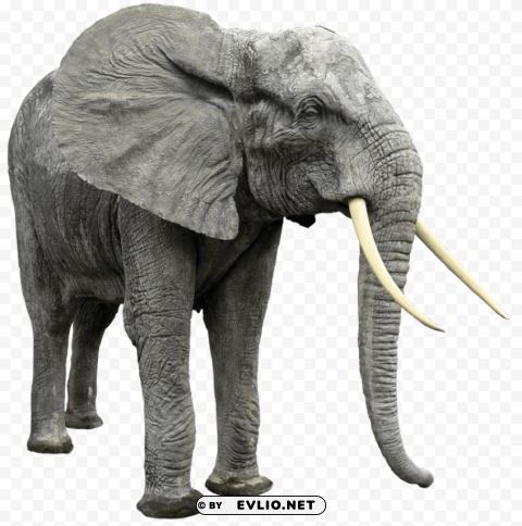 elephant PNG images without subscription